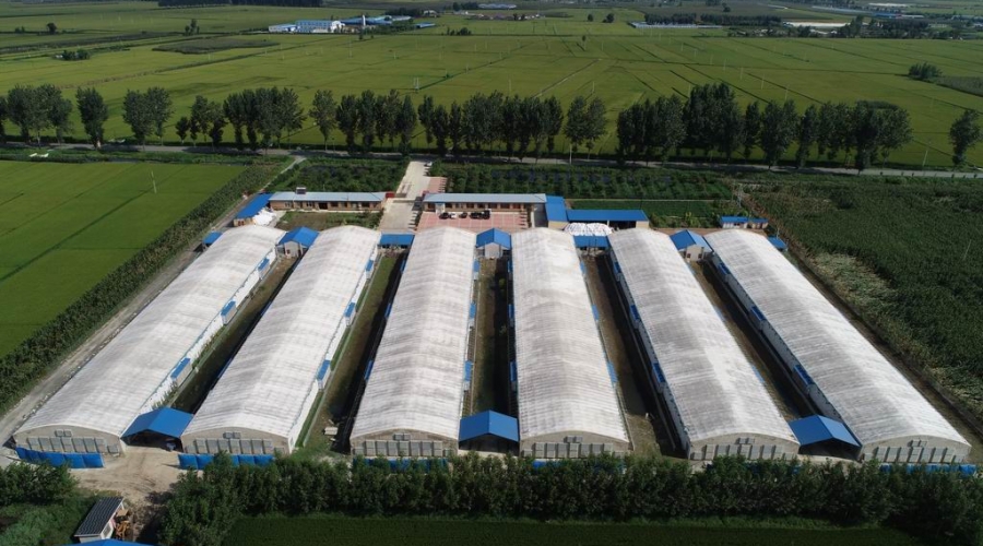 葫蘆島九股河飼料有限公司養殖部